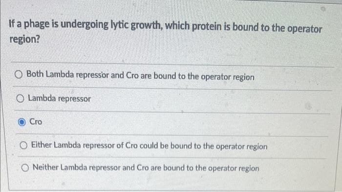 If a phage is undergoing lytic growth, which protein is bound to the operator
region?
O Both Lambda repressor and Cro are bound to the operator region
O Lambda repressor
Cro
O Either Lambda repressor of Cro could be bound to the operator region
O Neither Lambda repressor and Cro are bound to the operator region
