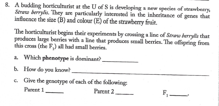 8. A budding horticulturist at the U of S is developing a new species of strawberry,
Straw berrylis. They are particularly interested in the inheritance of genes that
influence the size (B) and colour (E) of the strawberry fruit.
The horticulturist begins their experiments by crossing a line of Straw berrylis that
produces large berries with a line that produces small berries. The offspring from
this cross (the F,) all had small berries.
a. Which phenotype is dominant?
b. How do you know?
C.
Give the genotype of each of the following:
Parent 1
Parent 2
F1
