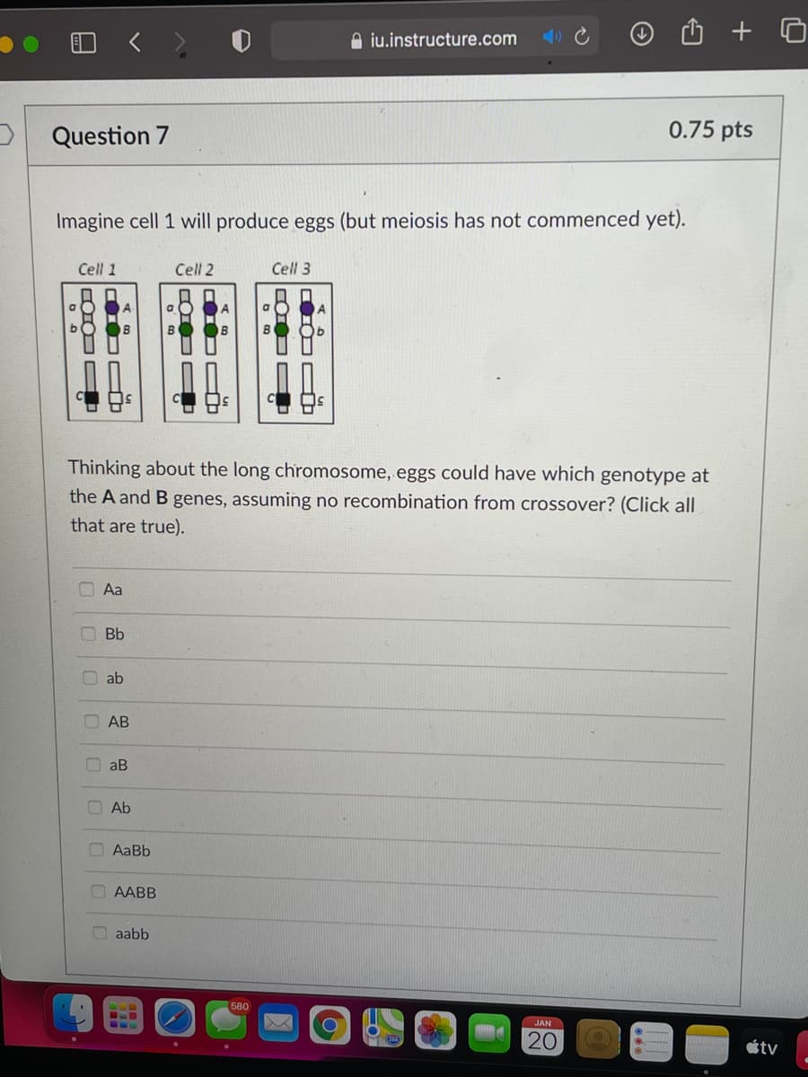A iu.instructure.com
Question 7
0.75 pts
Imagine cell 1 will produce eggs (but meiosis has not commenced yet).
Cell 1
Cell 2
Cell 3
Thinking about the long chromosome, eggs could have which genotype at
the A and B genes, assuming no recombination from crossover? (Click all
that are true).
Aa
Bb
O ab
AB
aB
Ab
OAaBb
AABB
O aabb
580
JAN
20
étv
