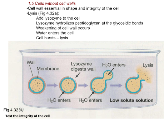 1.5 Cells without cell walls
•Cell wall essential in shape and integrity of the cell
•Lysis (Fig 4.32a):
Wall
Add lysozyme to the cell
Lysozyme hydrolizes peptidoglycan at the glycosidic bonds
Weakening of cell wall occurs
Water enters the cell
Cell bursts-lysis
a
Membrane
H₂O enters
Fig 4.32 (a)
Test the integrity of the cell
Lysozyme
digests wall
H₂O enters
کرم
H₂O enters
Lysis
Low solute solution