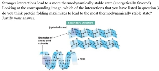 Stronger interactions lead to a more thermodynamically stable state (energetically favored).
Looking at the corresponding image, which of the interactions that you have listed in question 3
do you think protein folding maximizes to lead to the most thermodynamically stable state?
Justify your answer.
Secondary Structure
B pleated sheet
Examples of
amino acid
subunits
W-
N-H
a helix
HORHOR HORHC-R
