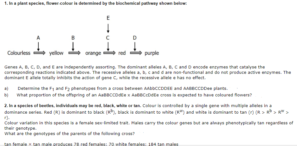 1. In a plant species, flower-colour is determined by the biochemical pathway shown below:
E
A
Colourless
yellow
orange
red
purple
Genes A, B, C, D, and E are independently assorting. The dominant alleles A, B, C and D encode enzymes that catalyse the
corresponding reactions indicated above. The recessive alleles a, b, c and d are non-functional and do not produce active enzymes. The
dominant E allele totally inhibits the action of gene C, while the recessive allele e has no effect.
a)
Determine the F1 and F2 phenotypes from a cross between AABBCCDDEE and AABBCCDDee plants.
b)
What proportion of the offspring of an AABBCCDDEE x AABBCCDDEE cross is expected to have coloured flowers?
2. In a species of beetles, individuals may be red, black, white or tan. Colour is controlled by a single gene with multiple alleles in a
dominance series. Red (R) is dominant to black (Rb), black is dominant to white (RW) and white is dominant to tan (r) (R > Rb > RW >
r).
Colour variation in this species is a female sex-limited trait. Males carry the colour genes but are always phenotypically tan regardless of
their genotype.
What are the genotypes of the parents of the following cross?
tan female x tan male produces 78 red females: 70 white females: 184 tan males
