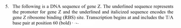 5. The following is a DNA sequence of gene Z. The underlined sequence represents
the promoter for gene Z and the underlined and italicized sequence encodes the
gene Z ribosome binding (RBS) site. Transcription begins at and includes the T/A
base pair at position 60 (bold) - ---
