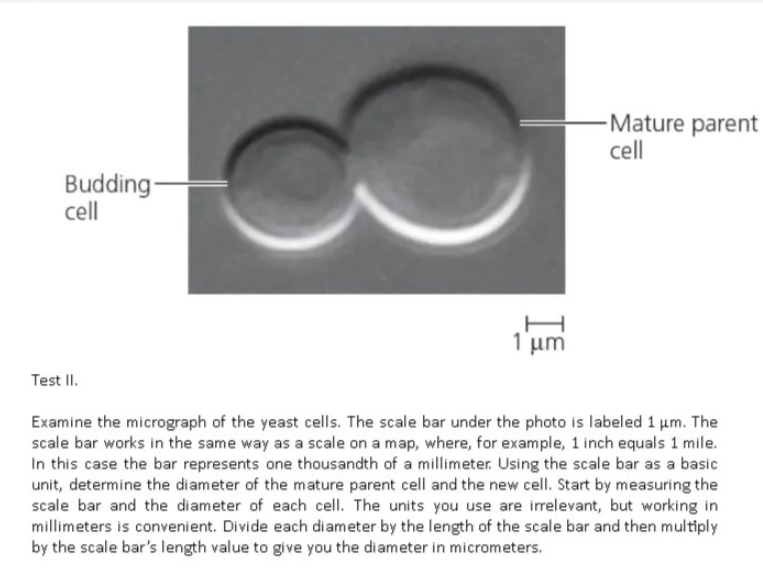 -Mature parent
cell
Budding-
cell
1 μη
Test II.
Examine the micrograph of the yeast cells. The scale bar under the photo is labeled 1 um. The
scale bar works in the same way as a scale on a map, where, for example, 1 inch equals 1 mile.
In this case the bar represents one thousandth of a millimeter. Using the scale bar as a basic
unit, determine the diameter of the mature parent cell and the new cell. Start by measuring the
scale bar and the diameter of each cell. The units you use are irrelevant, but working in
millimeters is convenient. Divide each diameter by the length of the scale bar and then multiply
by the scale bar's length value to give you the diameter in micrometers.

