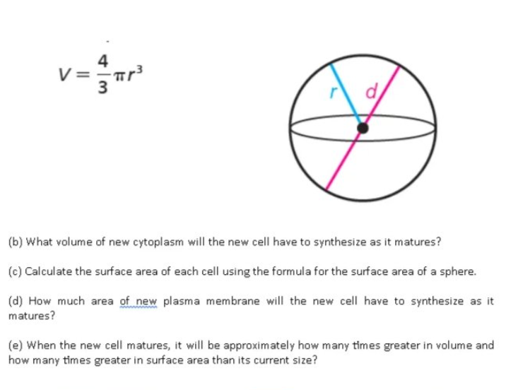 4
d
(b) What volume of new cytoplasm will the new cell have to synthesize as it matures?
(c) Calculate the surface area of each cell using the formula for the surface area of a sphere.
(d) How much area of new plasma membrane will the new cell have to synthesize as it
matures?
(e) When the new cell matures, it will be approximately how many times greater in volume and
how many times greater in surface area than its current size?
