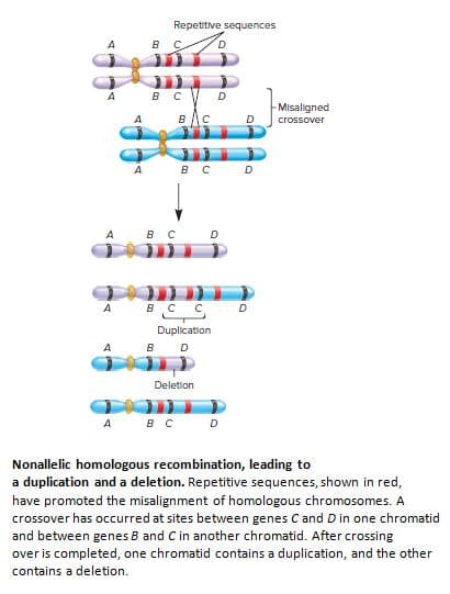 Repetitive sequences
-Misaligned
в Ас
crossover
А в с D
Duplication
Deletion
в с
Nonallelic homologous recombination, leading to
a duplication and a deletion. Repetitive sequences, shown in red,
have promoted the misalignment of homologous chromosomes. A
crossover has occurred at sites between genes C and D in one chromatid
and between genes B and C in another chromatid. After crossing
over is completed, one chromatid contains a duplication, and the other
contains a deletion.
