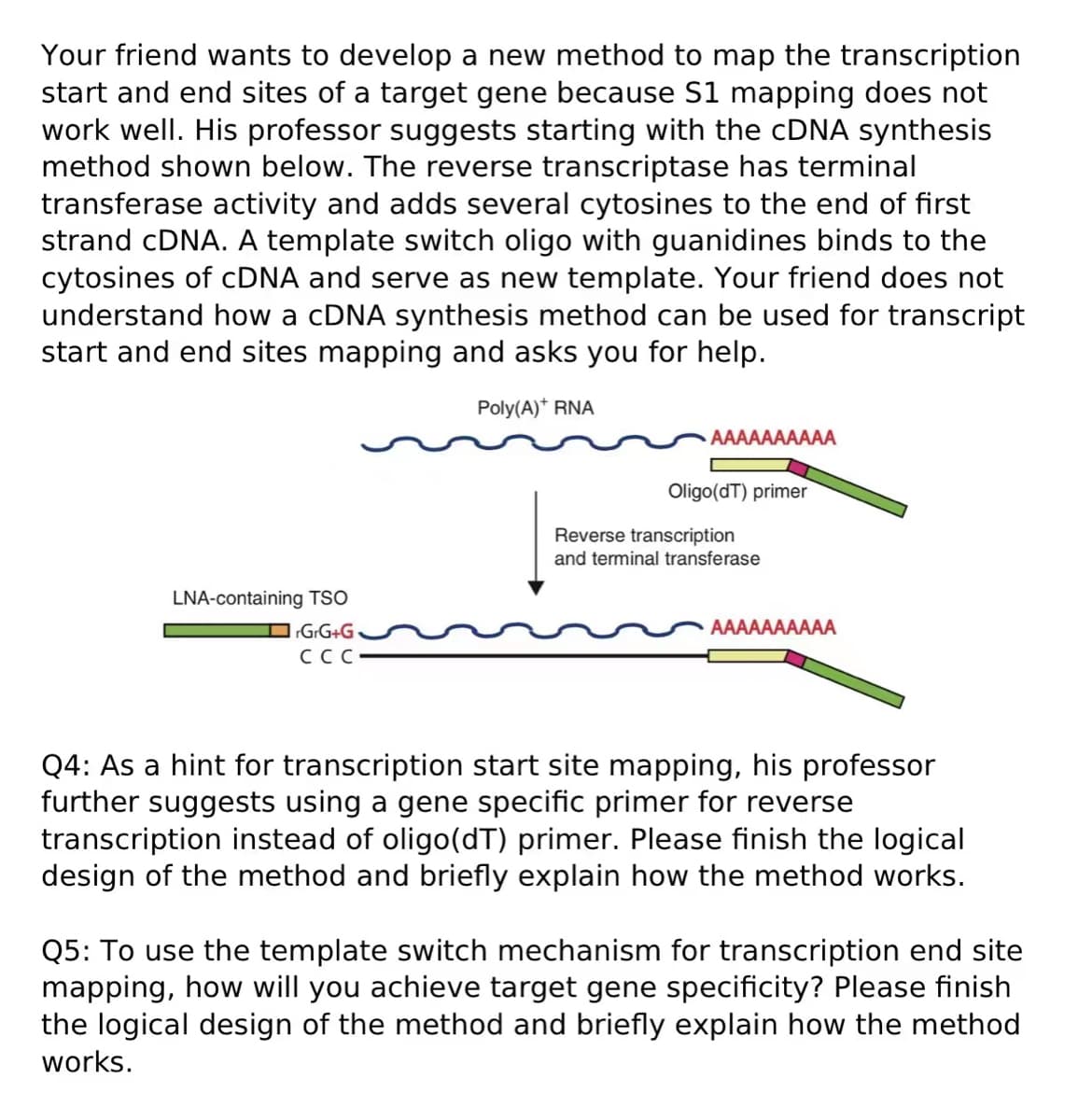 Your friend wants to develop a new method to map the transcription
start and end sites of a target gene because S1 mapping does not
work well. His professor suggests starting with the cDNA synthesis
method shown below. The reverse transcriptase has terminal
transferase activity and adds several cytosines to the end of first
strand cDNA. A template switch oligo with guanidines binds to the
cytosines of cDNA and serve as new template. Your friend does not
understand how a cDNA synthesis method can be used for transcript
start and end sites mapping and asks you for help.
LNA-containing TSO
GrG+G
CCC
Poly(A)* RNA
AAAAAAAAAA
Oligo(dT) primer
Reverse transcription
and terminal transferase
AAAAAAAAAA
Q4: As a hint for transcription start site mapping, his professor
further suggests using a gene specific primer for reverse
transcription instead of oligo(dT) primer. Please finish the logical
design of the method and briefly explain how the method works.
Q5: To use the template switch mechanism for transcription end site
mapping, how will you achieve target gene specificity? Please finish
the logical design of the method and briefly explain how the method
works.
