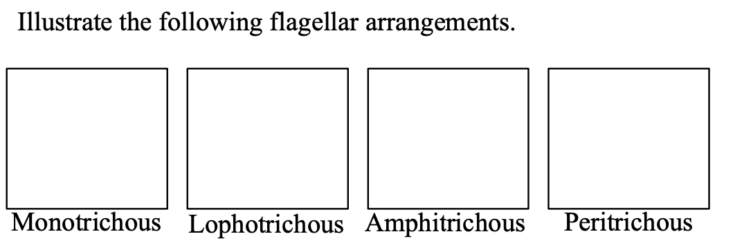 Illustrate the following flagellar arrangements.
Monotrichous Lophotrichous Amphitrichous
Peritrichous
