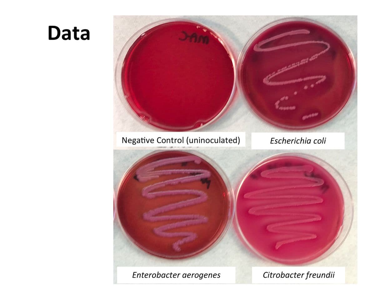 Data
SAM
Escherichia coli
Negative Control (uninoculated)
Enterobacter aerogenes
Citrobacter freundii
