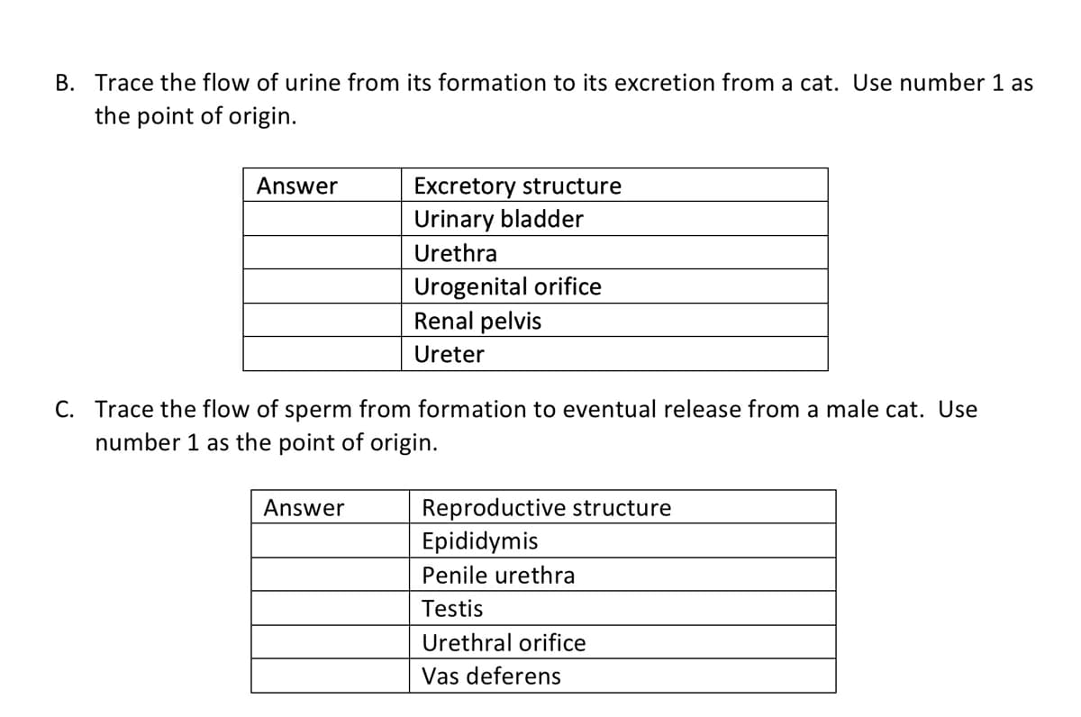 B. Trace the flow of urine from its formation to its excretion from a cat. Use number 1 as
the point of origin.
Excretory structure
Urinary bladder
Answer
Urethra
Urogenital orifice
Renal pelvis
Ureter
C. Trace the flow of sperm from formation to eventual release from a male cat. Use
number 1 as the point of origin.
Answer
Reproductive structure
Epididymis
Penile urethra
Testis
Urethral orifice
Vas deferens
