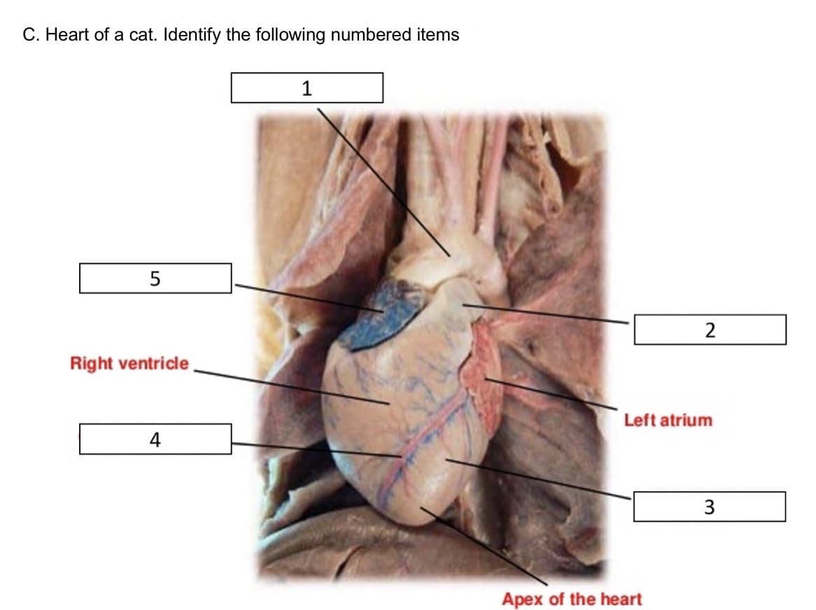 C. Heart of a cat. Identify the following numbered items
1
2
Right ventricle
Left atrium
4
3
Apex of the heart
