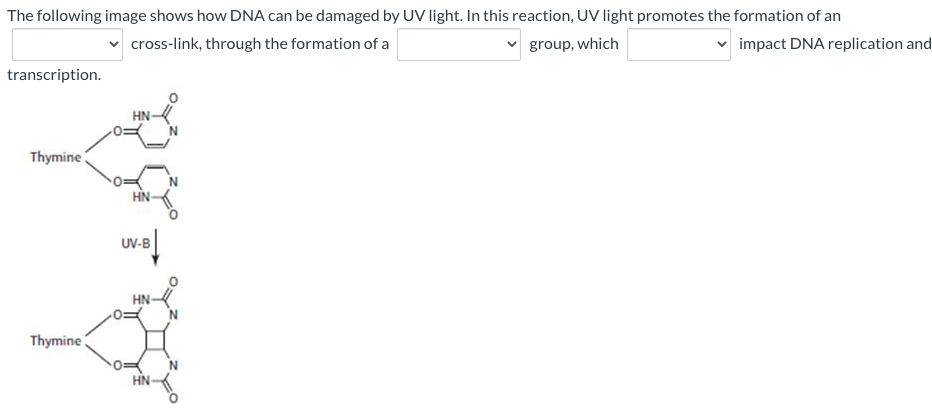 The following image shows how DNA can be damaged by UV light. In this reaction, UV light promotes the formation of an
cross-link, through the formation of a
group, which
impact DNA replication and
transcription.
HN-
Thymine
HN-
UV-B
HN-
Thymine
HN
