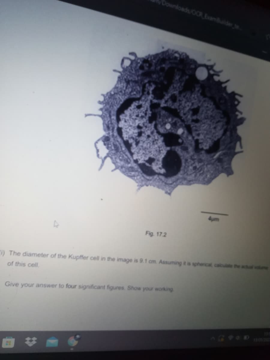 Downloads/OCR ExamBulider e
4um
Fig. 17.2
i) The diameter of the Kupffer cell in the image is 9.1 cm. Assuming it is spherical, caloulate the actual volume
of this cell.
Give your answer to four significant figures. Show your working
