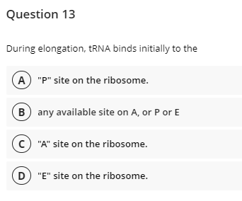 Question 13
During elongation, TRNA binds initially to the
A "P" site on the ribosome.
B) any available site on A, or P or E
c "A" site on the ribosome.
D "E" site on the ribosome.

