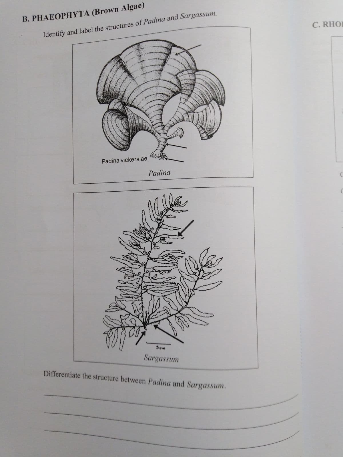 B. PHAEOPHYTA (Brown Algae)
C. RHOI
Identify and label the structures of Padina and Sargassum.
Padina vickersiae
Padina
Sem
Sargassum
Differentiate the structure between Padina and Sargassum.
