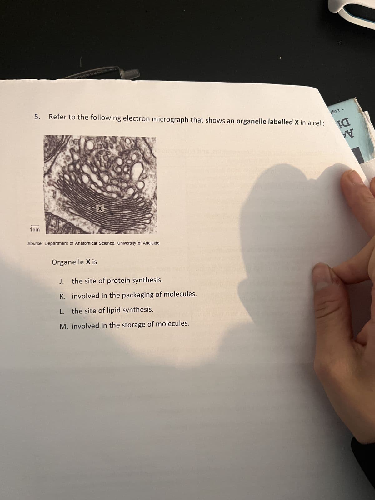 DEL QUIS
5. Refer to the following electron micrograph that shows an organelle labelled X in a cell:
1nm
X
Source: Department of Anatomical Science, University of Adelaide
Organelle X is
J. the site of protein synthesis.
K. involved in the packaging of molecules.
L. the site of lipid synthesis.
M. involved in the storage of molecules.
●
TA
ZV