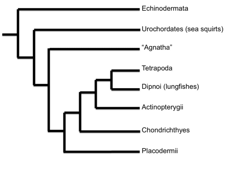 Echinodermata
Urochordates (sea squirts)
"Agnatha"
Tetrapoda
Dipnoi (lungfishes)
Actinopterygii
Chondrichthyes
Placodermii