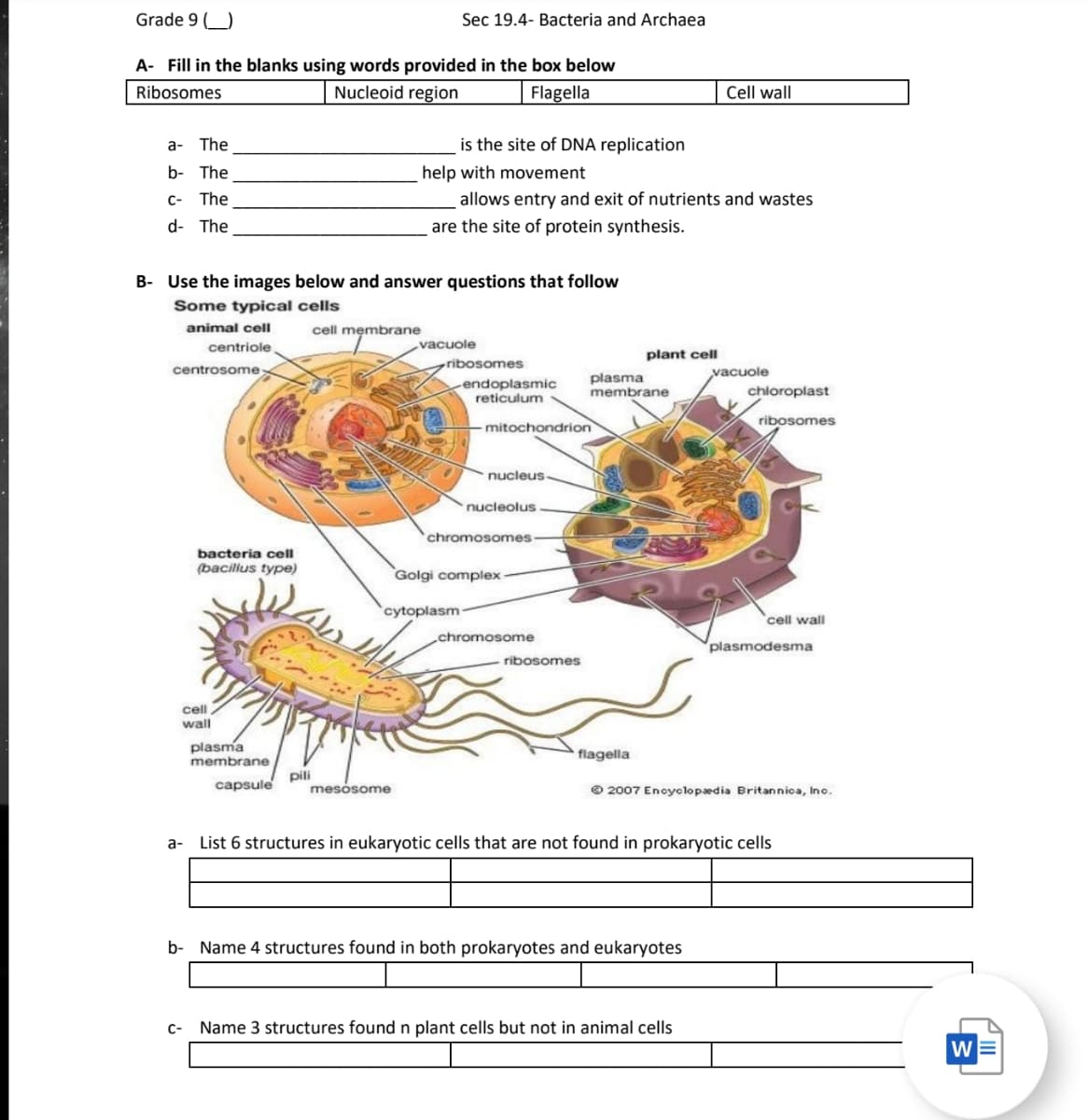 Grade 9)
A- Fill in the blanks using words provided in the box below
Ribosomes
Nucleoid region
Flagella
Cell wall
a- The
is the site of DNA replication
b- The
help with movement
C- The
allows entry and exit of nutrients and wastes
d- The
are the site of protein synthesis.
B- Use the images below and answer questions that follow
Some typical cells
animal cell
cell membrane
centriole
vacuole
vacuole
ribosomes
endoplasmic
reticulum
✓
centrosome
bacteria cell
(bacillus type)
Sec 19.4- Bacteria and Archaea
cell
wall
pili
nucleolus
chromosomes.
-mitochondrion
nucleus
Golgi complex
cytoplasm-
plant cell
plasma
membrane
chromosome
chloroplast
ribosomes
cell wall
-ribosomes
plasma
membrane
capsule
mesosome
a-
List 6 structures in eukaryotic cells that are not found in prokaryotic cells
b- Name 4 structures found in both prokaryotes and eukaryotes
C- Name 3 structures found n plant cells but not in animal cells
plasmodesma
flagella
© 2007 Encyclopædia Britannica, Inc.
W