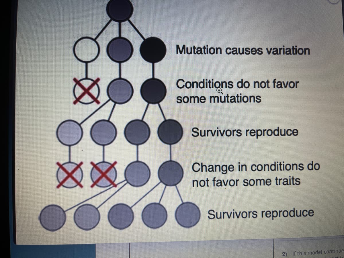 XX0
Mutation causes variation
Conditions do not favor
some mutations
Survivors reproduce
Change in conditions do
not favor some traits
Survivors reproduce
2) If this model continue
