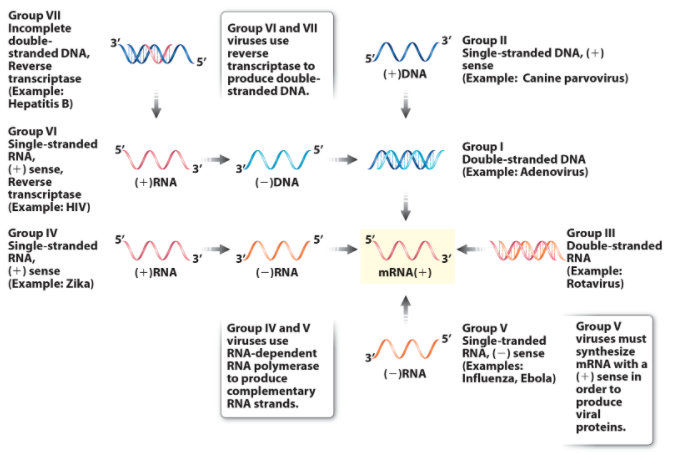Group VII
Incomplete
double-
stranded DNA, W n
Group VI and VII
viruses use
3' Group II
W Single-stranded DNA, (+)
reverse
Reverse
transcriptase to
produce double-
stranded DNA.
sense
(+)DNA
transcriptase
(Example:
Hepatitis B)
(Example: Canine parvovirus)
Group VI
Single-stranded
RNA,
(+) sense,
Reverse
transcriptase
(Example: HIV)
GroupI
MW Double-stranded DNA
(Example: Adenovirus)
(+)RNA
(-)DNA
Group IV
Single-stranded
RNĂ,
(+) sense
(Example: Zika)
Group II
Double-stranded
(Example:
Rotavirus)
(+)RNA
(-)RNA
MRNA(+)
Group IV and V
viruses use
RNA-dependent
RNA polymerase
to produce
complementary
RNA strands.
Group V
5' Single-tranded
RNĀ, (-) sense
(Examples:
Group V
viruses must
synthesize
MRNA with a
Influenza, Ebola) (+) sense in
(-)RNA
order to
produce
viral
proteins.

