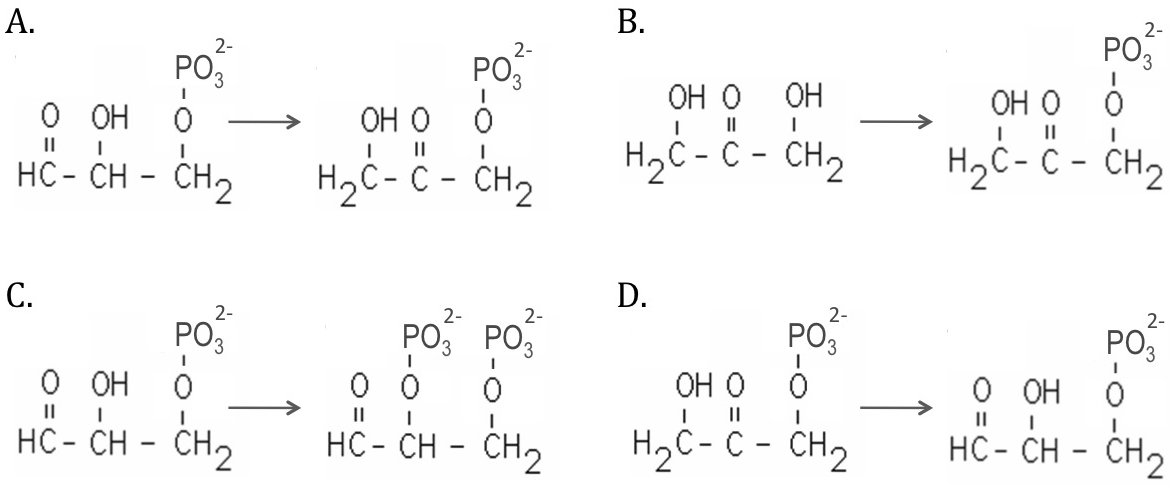 А.
В.
PO3
2-
PO,
Р
Он О
OH O
OH
Он О
II
Hyċ - ċ -
ОН
H2C - C - CH2
H2C- C - CH2
II
HC- CH - CH,
H2C- C - CH2
D.
2-
С.
PO3
2-
PO3
2-
2-
PO3
PO3
PO,
о он
0 0
Он о
ОН
II
HC - CH - CH2
HC- CH - CH2
H2C- C - CH2
HC - CH - CH2
