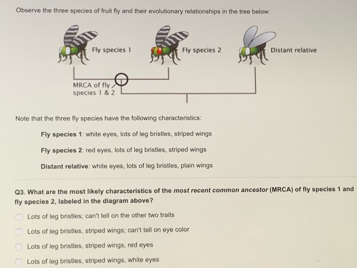 Observe the three species of fruit fly and their evolutionary relationships in the tree below:
Fly species 1
MRCA of fly
species 1 & 2
Fly species 2
Note that the three fly species have the following characteristics:
Fly species 1: white eyes, lots of leg bristles, striped wings
Fly species 2: red eyes, lots of leg bristles, striped wings
Distant relative: white eyes, lots of leg bristles, plain wings
Distant relative
Q3. What are the most likely characteristics of the most recent common ancestor (MRCA) of fly species 1 and
fly species 2, labeled in the diagram above?
Lots of leg bristles; can't tell on the other two traits
Lots of leg bristles, striped wings; can't tell on eye color
Lots of leg bristles, striped wings, red eyes
Lots of leg bristles, striped wings, white eyes
