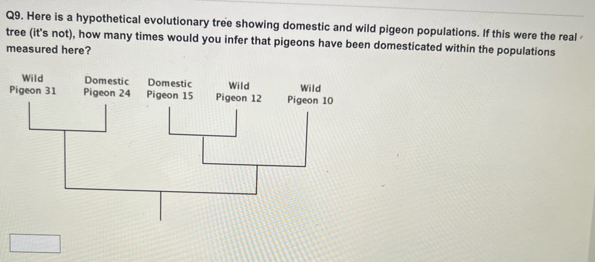 Q9. Here is a hypothetical evolutionary tree showing domestic and wild pigeon populations. If this were the real
tree (it's not), how many times would you infer that pigeons have been domesticated within the populations
measured here?
Wild
Pigeon 31
Domestic
Pigeon 24
Domestic
Pigeon 15
Wild
Pigeon 12
Wild
Pigeon 10