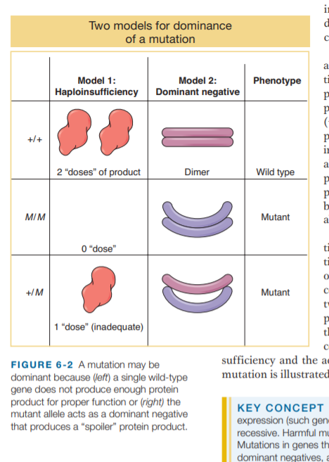 Two models for dominance
of a mutation
a
Model 1:
Model 2:
Phenotype
t
Haploinsufficiency
Dominant negative
p
+/+
a
2 "doses" of product
Dimer
Wild type
be
MIM
Mutant
a
0 "dose"
ti
ti
+/M
Mutant
t
1 "dose" (inadequate)
tl
sufficiency and the a«
mutation is illustrated
FIGURE 6-2 Amutation may be
dominant because (left) a single wild-type
gene does not produce enough protein
product for proper function or (right) the
mutant allele acts as a dominant negative
that produces a "spoiler" protein product.
KEY CONCEPT
expression (such gen
recessive. Harmful mu
Mutations in genes the
dominant negatives, a

