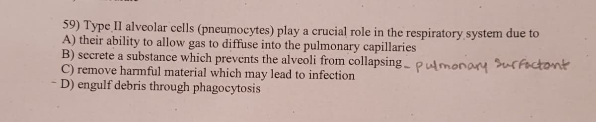 59) Type II alveolar cells (pneumocytes) play a crucial role in the respiratory system due to
A) their ability to allow gas to diffuse into the pulmonary capillaries
B) secrete a substance which prevents the alveoli from collapsing pulmonary surfactant
C) remove harmful material which may lead to infection
D) engulf debris through phagocytosis