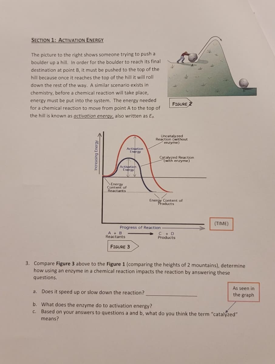 SECTION 1: ACTIVATION ENERGY
The picture to the right shows someone trying to push a
boulder up a hill. In order for the boulder to reach its final
destination at point B, it must be pushed to the top of the
hill because once it reaches the top of the hill it will roll
down the rest of the way. A similar scenario exists in
chemistry, before a chemical reaction will take place,
energy must be put into the system. The energy needed
for a chemical reaction to move from point A to the top of
the hill is known as activation energy, also written as Ea.
Increasing Energy.
Activation
Energy
Activation
Energy
Energy
Content of
Reactants
A + B
Reactants
FIGURE 3
J
Progress of Reaction
t
$
Uncatalyzed
Reaction (without
enzyme)
Energy Content of
Products
V
FIGURE 2
Catalyzed Reaction
(with enzyme)
C + D
Products
A
1₁²
م
اسکات
(TIME)
3. Compare Figure 3 above to the Figure 1 (comparing the heights of 2 mountains), determine
how using an enzyme in a chemical reaction impacts the reaction by answering these
questions.
As seen in
the graph
a. Does it speed up or slow down the reaction?
b. What does the enzyme do to activation energy?
c. Based on your answers to questions a and b, what do you think the term "catalyzed"
means?