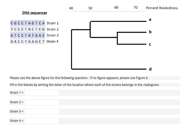 DNA sequences
CGCCTAGTCA
Strain 1
TCCCTACT CG Strain 2
ATCCTATAAC
Strain 3.
GACCTAAGCT Strain 4
Strain 2 =
Strain 3 =
40
Strain 4 =
50
60
70
d
Please use the above figure for the following question. If no figure appears, please use Figure 4.
Fill in the blanks by writing the letter of the location where each of the strains belongs in the cladogram.
Strain 1 =
Percent Relatedness
b