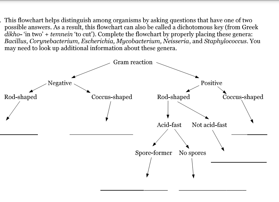 . This flowchart helps distinguish among organisms by asking questions that have one of two
possible answers. As a result, this flowchart can also be called a dichotomous key (from Greek
dikho- 'in two' + temnein 'to cut'). Complete the flowchart by properly placing these genera:
Bacillus, Corynebacterium, Escherichia, Mycobacterium, Neisseria, and Staphylococcus. You
may need to look up additional information about these genera.
Gram reaction
Rod-shaped
Negative
Coccus-shaped
Rod-shaped
Positive
Coccus-shaped
Acid-fast Not acid-fast
Spore-former No spores