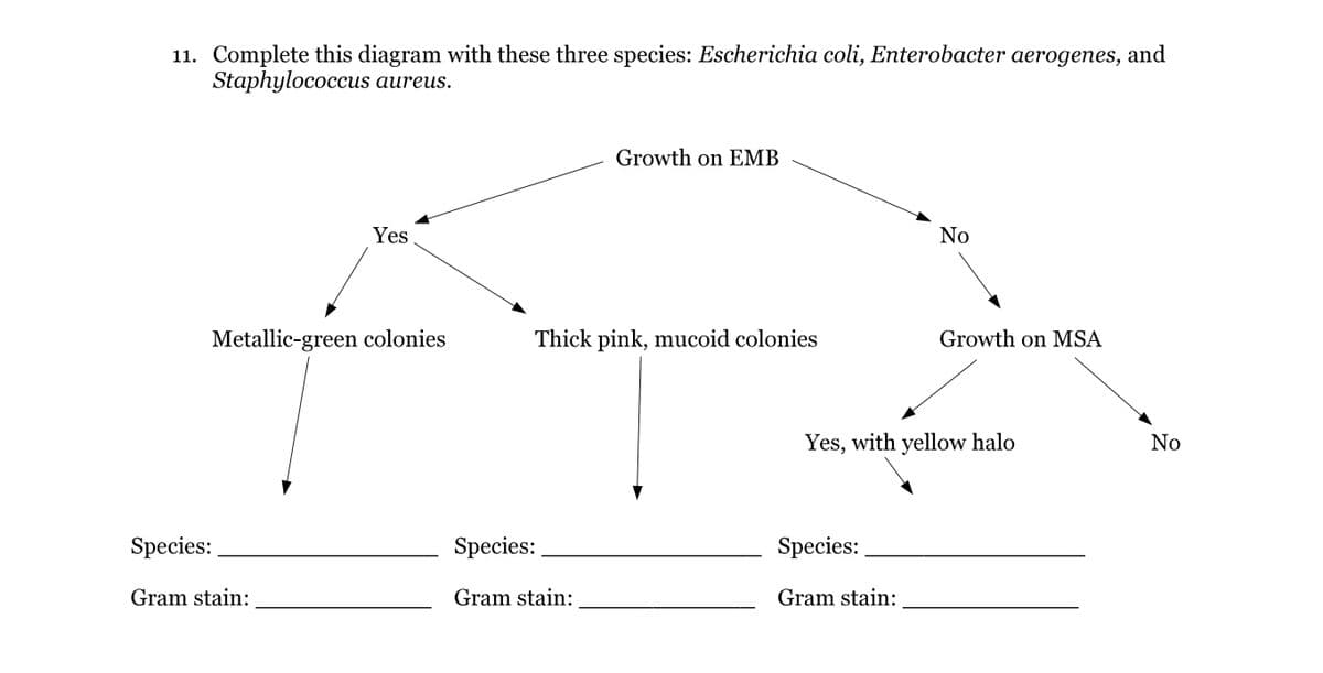 11. Complete this diagram with these three species: Escherichia coli, Enterobacter aerogenes, and
Staphylococcus aureus.
Yes
Metallic-green colonies
Species:
Gram stain:
Growth on EMB
Thick pink, mucoid colonies
Species:
Gram stain:
No
Species:
Gram stain:
Growth on MSA
Yes, with yellow halo
No