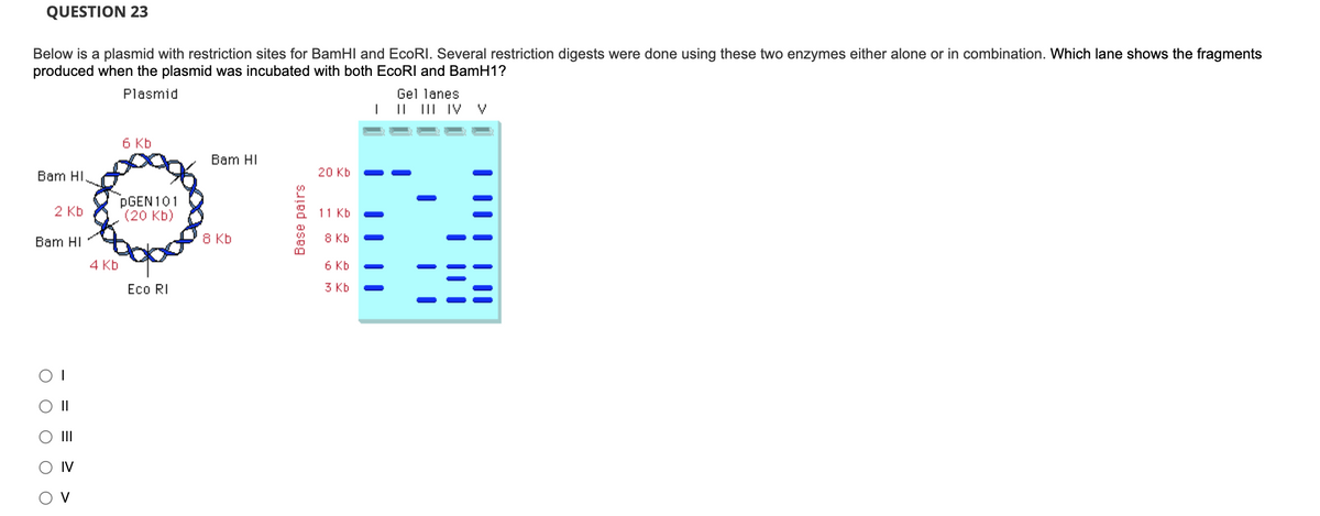 QUESTION 23
Below is a plasmid with restriction sites for BamHI and EcoRI. Several restriction digests were done using these two enzymes either alone or in combination. Which lane shows the fragments
produced when the plasmid was incubated with both EcoRI and BamH1?
Plasmid
Bam HI.
Bam HI
OI
O
O
2 Kb
O
O
||
|||
IV
V
4 Kb
6 Kb
PGEN101
(20 Kb)
Eco RI
Bam HI
8 kb
Base pairs
20 Kb
11 Kb
8 Kb
6 Kb
3 Kb
I
Gel lanes.
|| III IV V