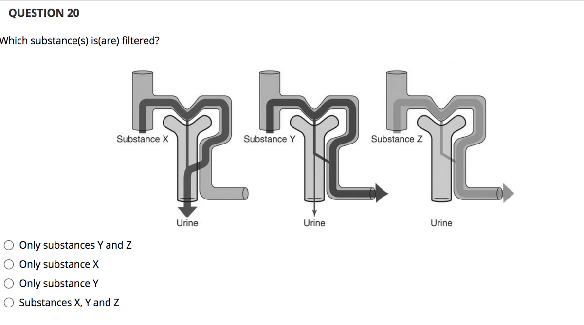 QUESTION 20
Which substance(s) is(are) filtered?
Substance X
Substance Y
Substance Z
Urine
Urine
Urine
Only substances Y and Z
Only substance X
Only substance Y
O Substances X, Y and Z
