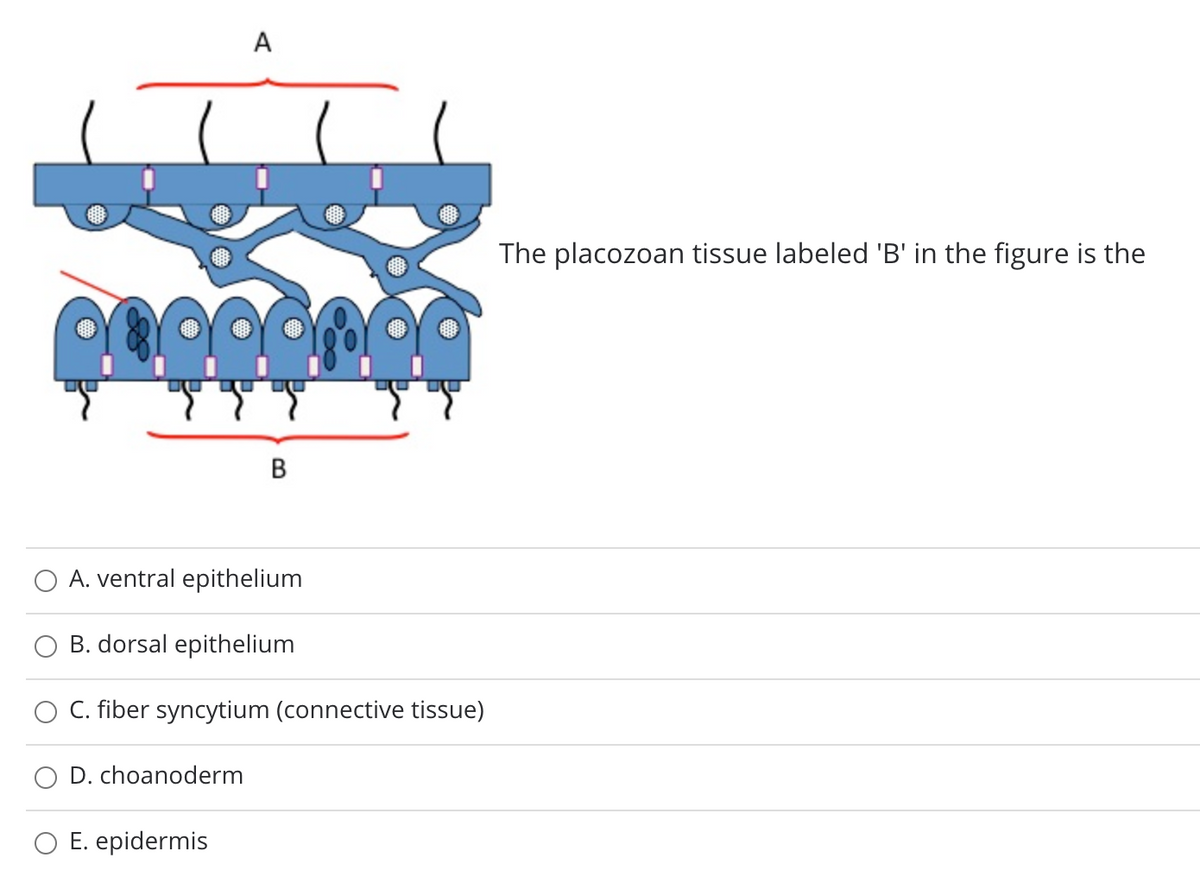 A
The placozoan tissue labeled 'B' in the figure is the
В
A. ventral epithelium
B. dorsal epithelium
C. fiber syncytium (connective tissue)
D. choanoderm
O E. epidermis
