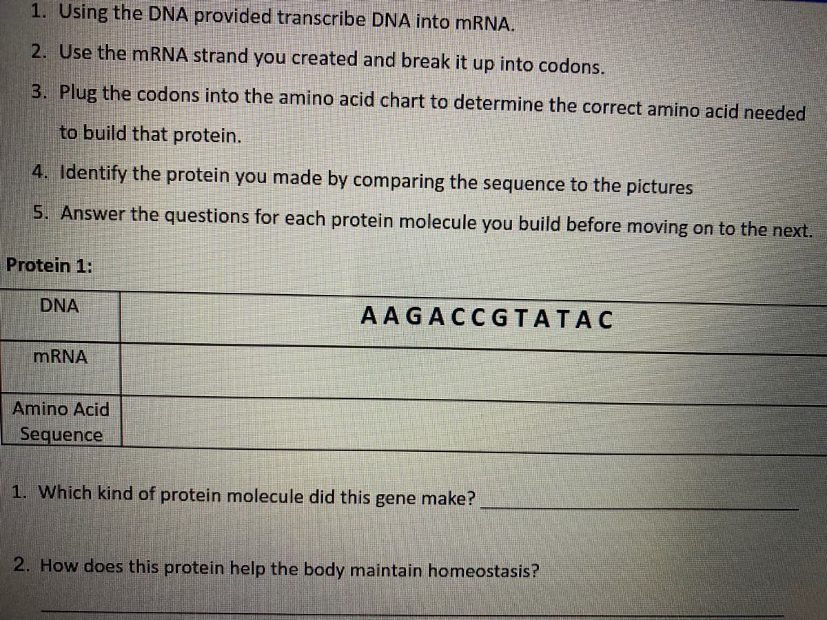 1. Using the DNA provided transcribe DNA into MRNA.
2. Use the mRNA strand you created and break it up into codons.
3. Plug the codons into the amino acid chart to determine the correct amino acid needed
to build that protein.
4. Identify the protein you made by comparing the sequence to the pictures
5. Answer the questions for each protein molecule you build before moving on to the next.
Protein 1:
DNA
AAGACCGTATAC
MRNA
Amino Acid
Sequence
1. Which kind of protein molecule did this gene make?
2. How does this protein help the body maintain homeostasis?
