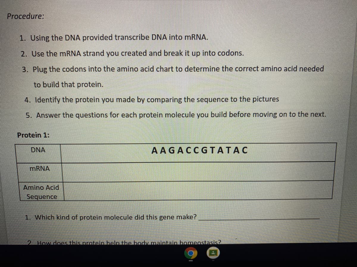 Procedure:
1. Using the DNA provided transcribe DNA into mRNA.
2. Use the mRNA strand you created and break it up into codons.
3. Plug the codons into the amino acid chart to determine the correct amino acid needed
to build that protein.
4. Identify the protein you made by comparing the sequence to the pictures
5. Answer the questions for each protein molecule you build before moving on to the next.
Protein 1:
DNA
A AGACCGTATAC
mRNA
Amino Acid
Sequence
1. Which kind of protein molecule did this gene make?
2 How does this protein help the body maintain homeostasis2

