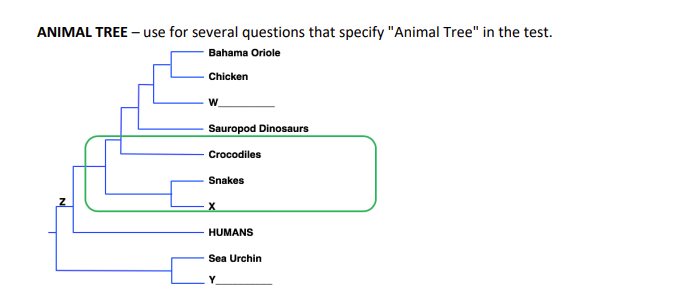 ANIMAL TREE - use for several questions that specify "Animal Tree" in the test.
Bahama Oriole
Chicken
W
Sauropod Dinosaurs
Crocodiles
Snakes
X
HUMANS
Sea Urchin
Y