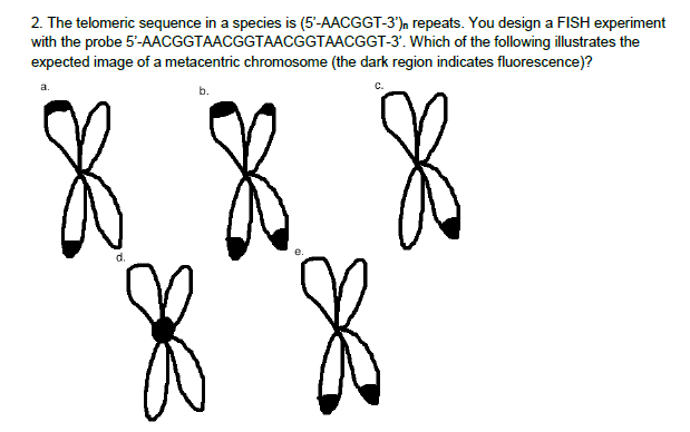 2. The telomeric sequence in a species is (5-AACGGT-3'), repeats. You design a FISH experiment
with the probe 5-AACGGTAACGGTAACGGTAACGGT-3. Which of the following illustrates the
expected image of a metacentric chromosome (the dark region indicates fluorescence)?
a.
C.
XX X
e.
d.
