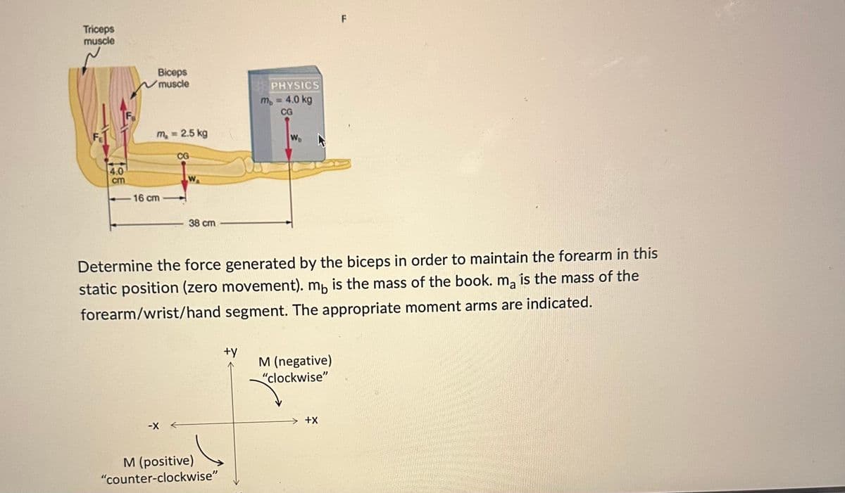 Triceps
muscle
4.0
cm
Biceps
muscle
m₁ = 2.5 kg
- 16 cm
CG
-X
W
38 cm
M (positive)
"counter-clockwise"
PHYSICS
Determine the force generated by the biceps in order to maintain the forearm in this
static position (zero movement). mo is the mass of the book. ma is the mass of the
forearm/wrist/hand segment. The appropriate moment arms are indicated.
+y
m, = 4.0 kg
CG
Wo
M (negative)
"clockwise"
+X