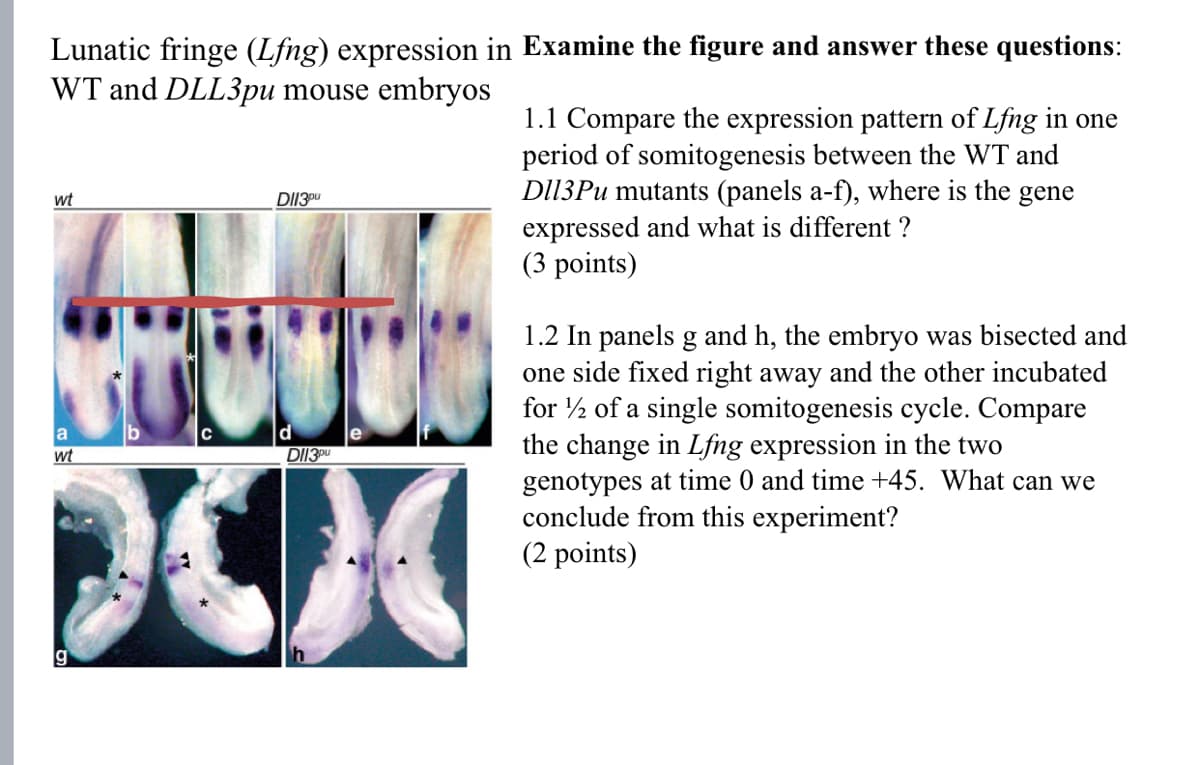 Lunatic fringe (Lfng) expression in Examine the figure and answer these questions:
WT and DLL3pu mouse embryos
wt
DII3pu
a
wt
d
DI13
1.1 Compare the expression pattern of Lfng in one
period of somitogenesis between the WT and
DI13Pu mutants (panels a-f), where is the gene
expressed and what is different?
(3 points)
1.2 In panels g and h, the embryo was bisected and
one side fixed right away and the other incubated
for ½ of a single somitogenesis cycle. Compare
the change in Lfng expression in the two
genotypes at time 0 and time +45. What can we
conclude from this experiment?
(2 points)
g