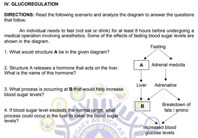IV. GLUCOREGULATION
DIRECTIONS: Read the following scenario and analyze the diagram to answer the questions
that follow.
An individual needs to fast (not eat or drink) for at least 8 hours before undergoing a
medical operation involving anesthetics. Some of the effects of fasting blood sugar levels are
shown in the diagram.
Fasting
1. What would structure A be in the given diagram?
A Adrenal medulla
2. Structure A releases a hormone that acts on the liver.
What is the name of this hormone?
Liver
Adrenaline
3. What process is occurring at B that would help increase
blood sugar levels?
SHO
B
4. If blood sugar level exceeds the normal range, what
process could occur in the liver to lower the blood sugar
levels?
PARTMENT OF EDUCAT
EGACY
An
ICH AS
Breakdown of
fats / amino
Increased blood
glucose levels