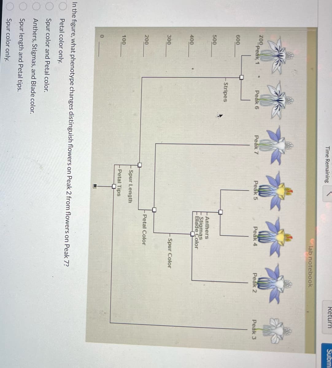 700 peak 1
00
600
500
400
300
200
100
0
Peak 6
Stripes
Time Remaining
Peak 7
Peak 5
Spur Length
Petal Tips
☐
lab notebook
Peak 4
-Anthers
Stigmas
Blade Color
- Spur Color
Petal Color
In the figure, what phenotype changes distinguish flowers on Peak 2 from flowers on Peak 7?
Petal color only.
Spur color and Petal color.
Anthers, Stigmas, and Blade color.
Spur length and Petal tips.
Spur color only.
Peak 2
Return
Peak 3
Submi