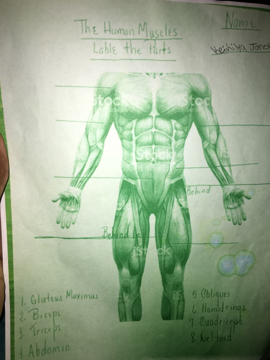 Name
The Human Museles
Lable the Parts
beiniya Jones
iStoc
Be hind
Bebind
1. Gluteus Mayimus
2. Biceps
1 Triceps
Abdomin
5 Cbliques
4. Hamstrings
1 Cuadricep
8 Celtord
