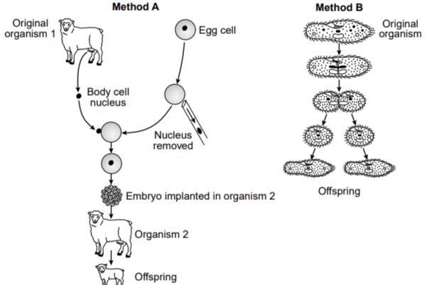 Original
organism 1
Method A
Body cell
nucleus
Egg cell
Nucleus
removed
Embryo implanted in organism 2
Organism 2
Offspring
Method B
Offspring
Original
organism