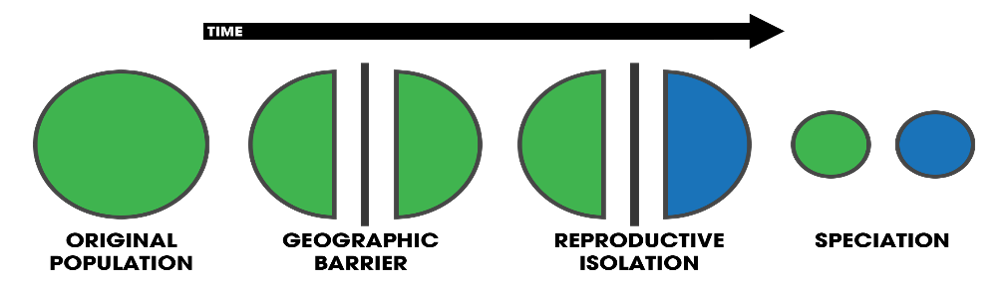 TIME
00
ORIGINAL
GEOGRAPHIC
REPRODUCTIVE
SPECIATION
POPULATION
BARRIER
ISOLATION

