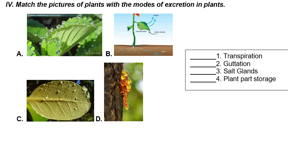 IV. Match the pictures of plants with the modes of excretion in plants.
BRIEF OVERVIEW OF GUTTATION
catohyte
carbon dioide
А.
OStudy.com
_1. Transpiration
2. Guttation
3. Salt Glands
4. Plant part storage
С.
D.
B.
