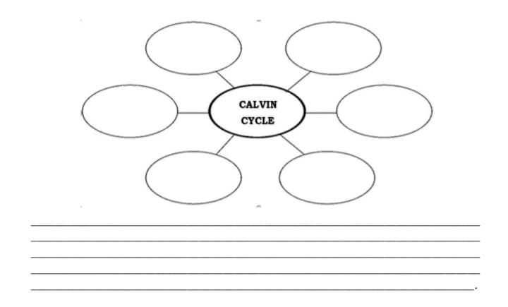 CALVIN
CYCLE
