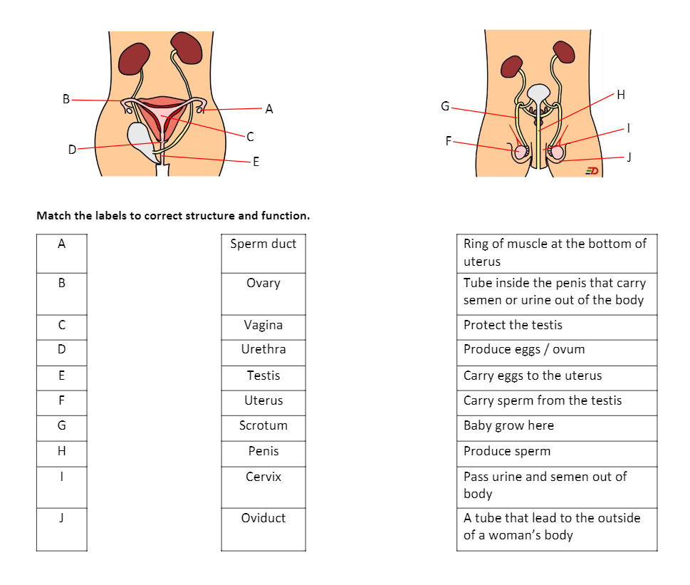 В
A
F
D
E
ED
Match the labels to correct structure and function.
A
Sperm duct
Ring of muscle at the bottom of
uterus
Tube inside the penis that carry
semen or urine out of the body
B
Ovary
Vagina
Protect the testis
Urethra
Produce eggs / ovum
E
Testis
Carry eggs to the uterus
F
Uterus
Carry sperm from the testis
G
Scrotum
Baby grow here
H
Penis
Produce sperm
Cervix
Pass urine and semen out of
body
A tube that lead to the outside
of a woman's body
Oviduct
